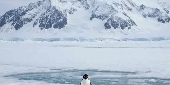 Yalnız yürüyen penguen sosyal medyayı salladı: İşte “Nihilist Penguen” hikayesi