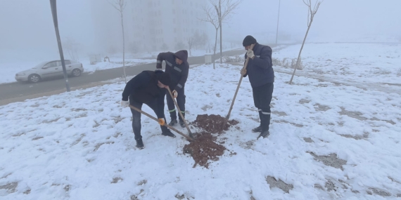 Batman –  Kuruyan ağaçların yerine yeni fidanlar dikiliyor