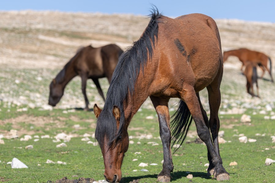 Batman - Raman Dağı’nda yılkı atları objektife yansıdı Batman - Raman Dağı’nda yılkı atları objektife yansıdı