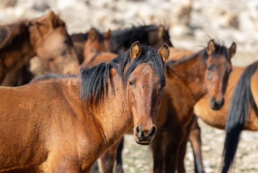 Batman - Raman Dağı’nda yılkı atları objektife yansıdı Batman - Raman Dağı’nda yılkı atları objektife yansıdı