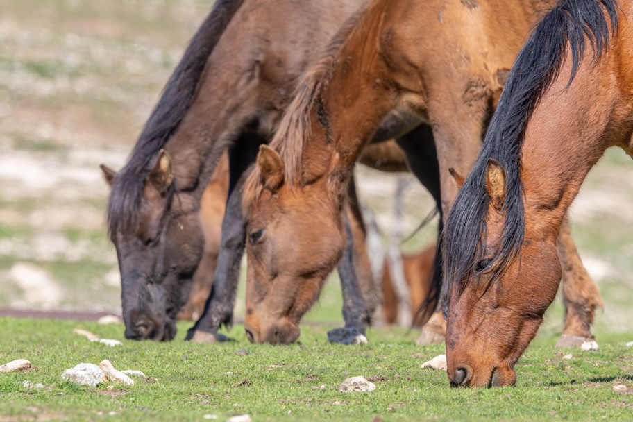 Batman - Raman Dağı’nda yılkı atları objektife yansıdı Batman - Raman Dağı’nda yılkı atları objektife yansıdı