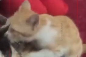 Ekran görüntüsü 2026-02-02 163047