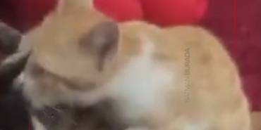 Ekran görüntüsü 2026-02-02 163047