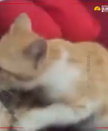 Ekran görüntüsü 2026-02-02 163047