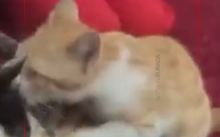 Ekran görüntüsü 2026-02-02 163047