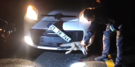 Batman’da yaralı tilkiyi itfaiye kurtardı: Araç altında sıkıştı