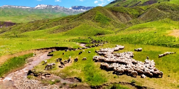 Batman’da göçebe hayvancılık çalıştayı düzenlenecek