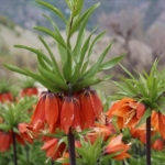 Memur-Sen Batman Kadın Komisyonu’nda görev değişimi thumbnail