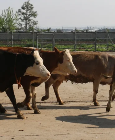 WhatsApp Image 2026-04-30 at 10.33.34