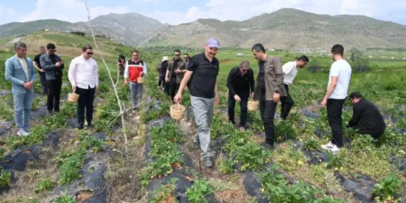 Batman – Sason’da yılın ilk çilek hasadı başladı