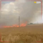 Beşiri’de üzücü manzara: Göletlerde mahsur kalan balıklar ölüyor thumbnail