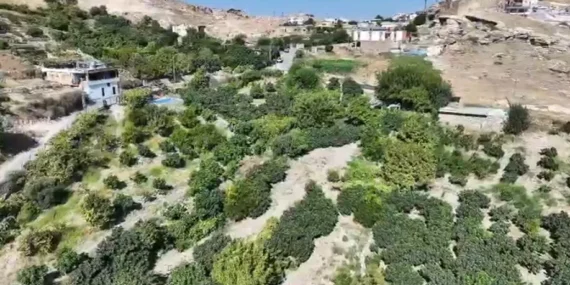 Hasankeyf’te Benati inciri hasadı başladı
