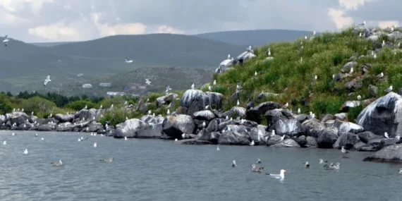 Türkiye her beş gölünden dördünü kaybetti: Kuşlar için zamana karşı yarış