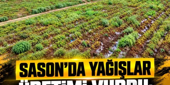 Sason’da yağışlar üretimi vurdu: Maliyeti karşılayamıyoruz