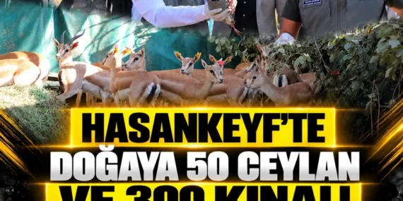 Hasankeyf’te doğaya 50 ceylan ve 300 kınalı keklik bırakıldı